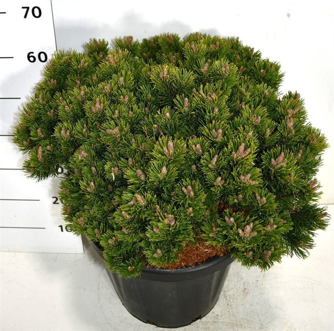 Bergtall – Pinus mugo &