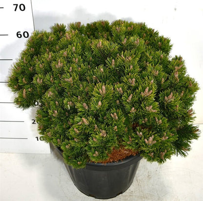 Bergtall – Pinus mugo &