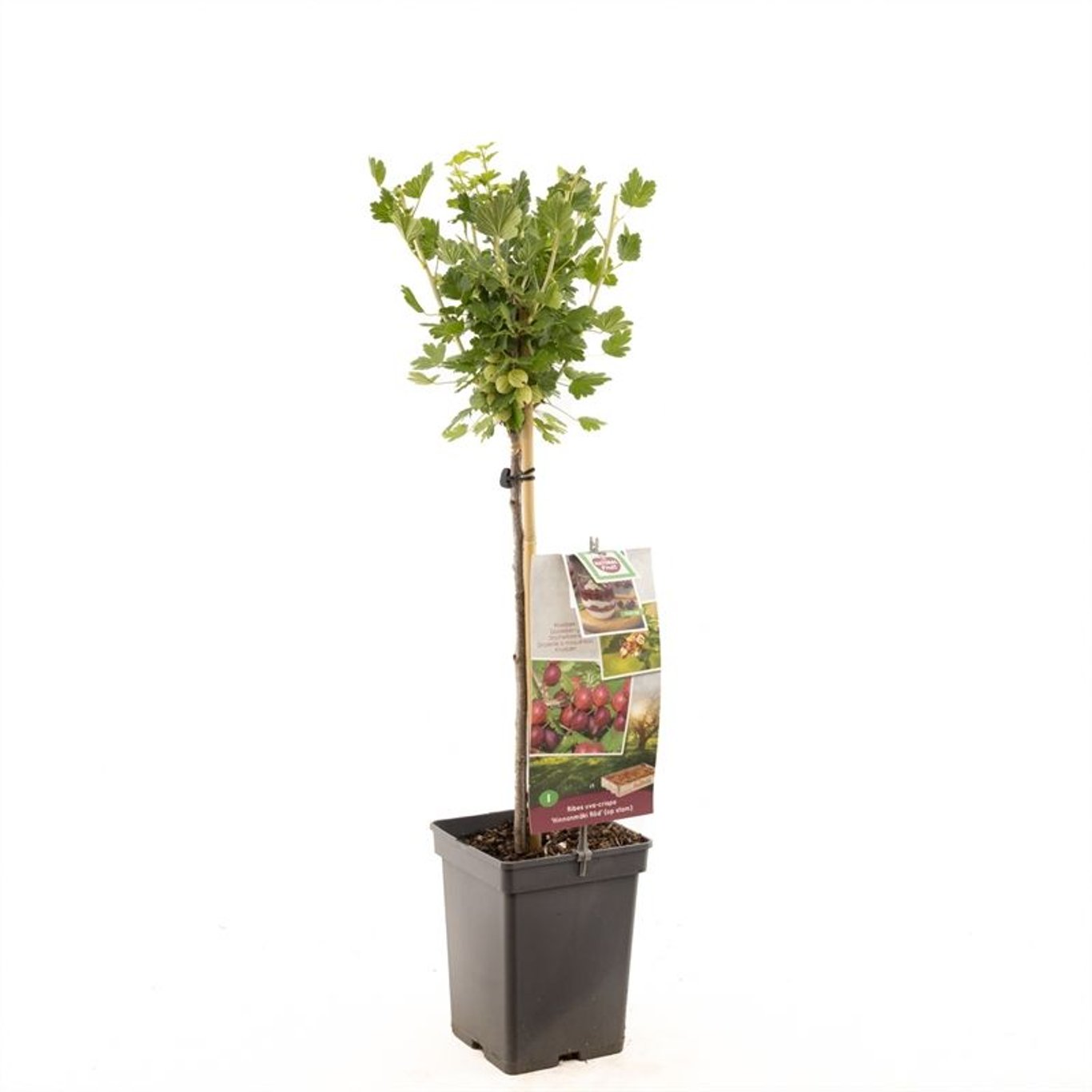 Krusbär – Ribes uva-crispa 'Hinnonmäki Röd' - 60 CM Stem C5