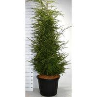 Hemlock – Tsuga canadensis - C80 175-200 cm. Sol