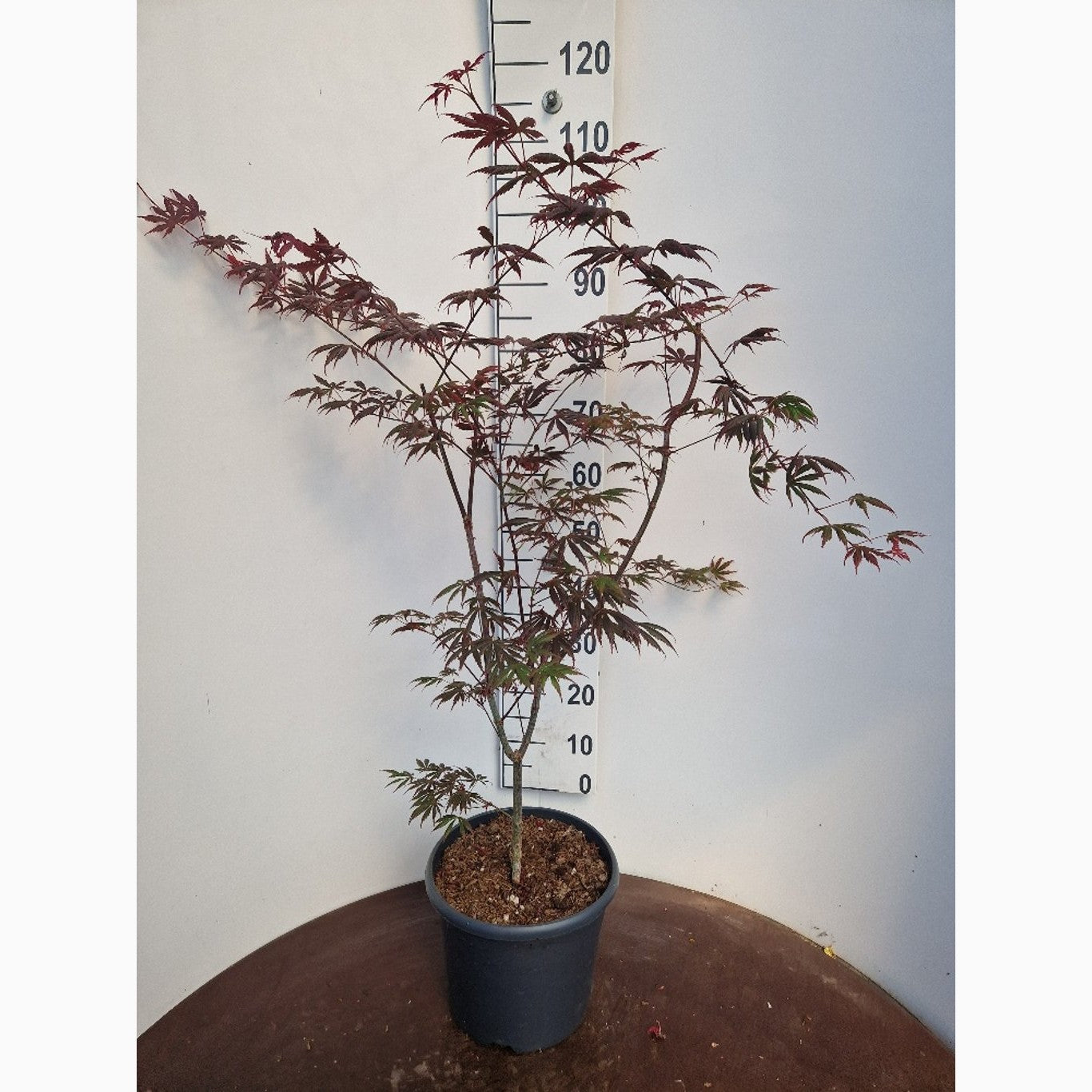Japansk lönn – Acer pal. 'Trompenburg' - C10 60-80 CM