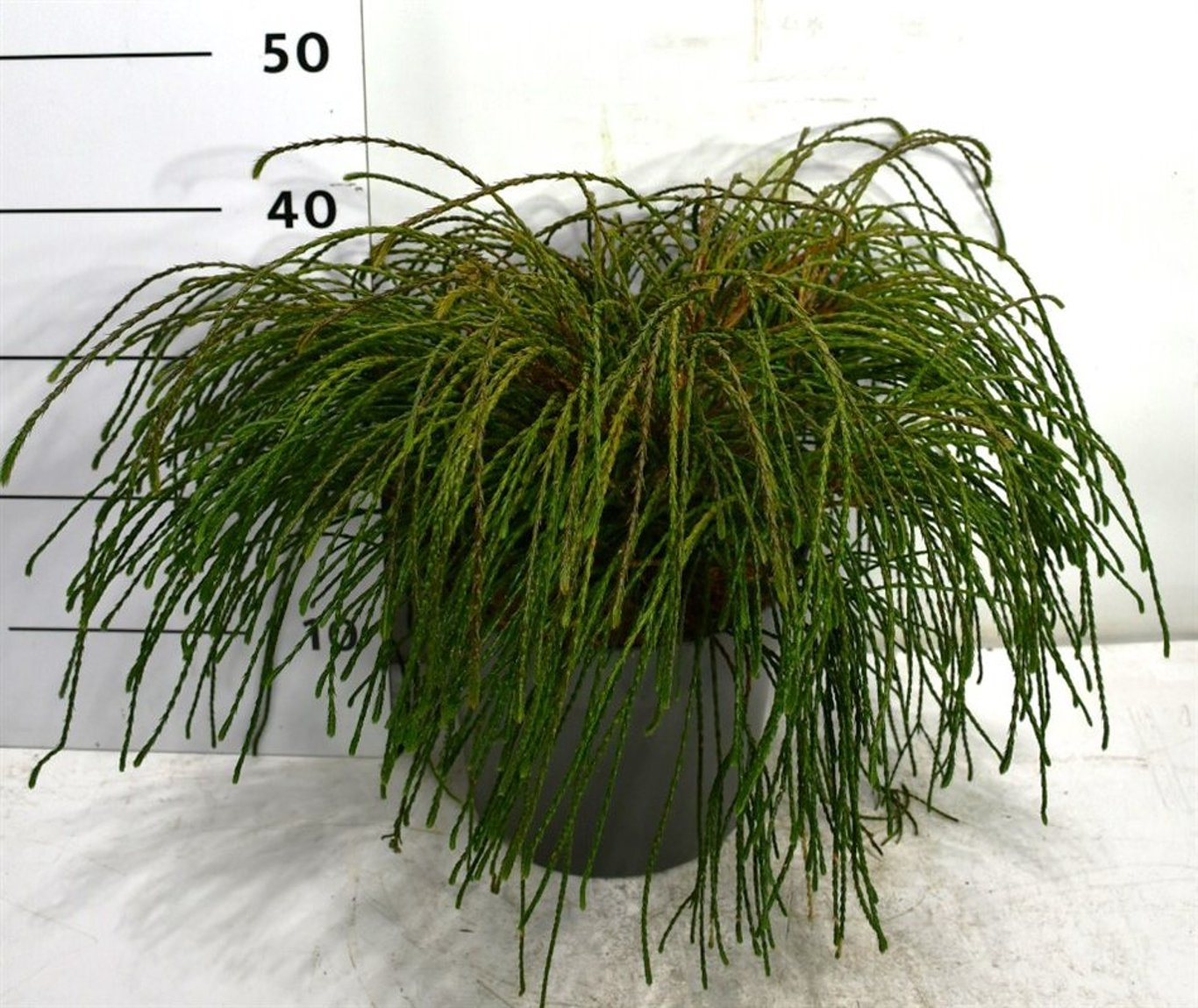 Thuja – Thuja plicata 'Whipcord' - C7.5 30-40 cm.