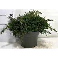 Himalaya-en – Juniperus squamata 'Tropical Blue' - C5 30-40 cm.