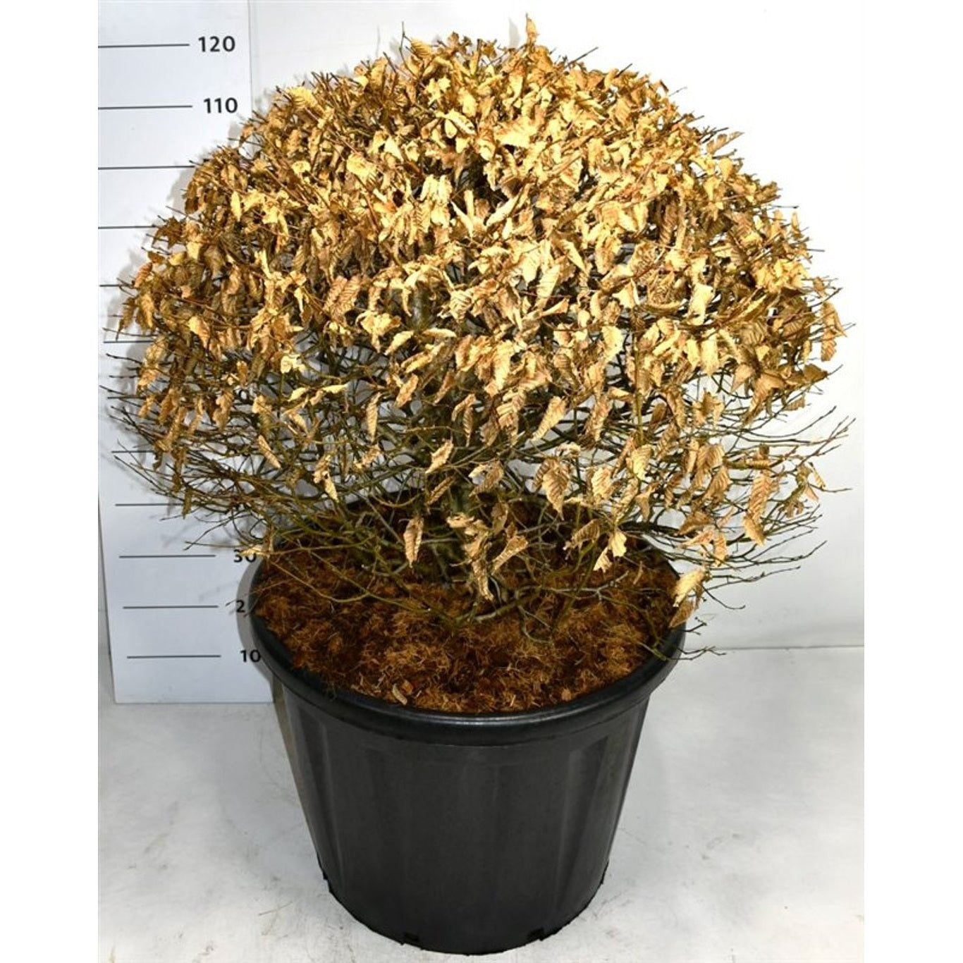 Avenbok – Carpinus betulus - 80 CM Ball Cont.