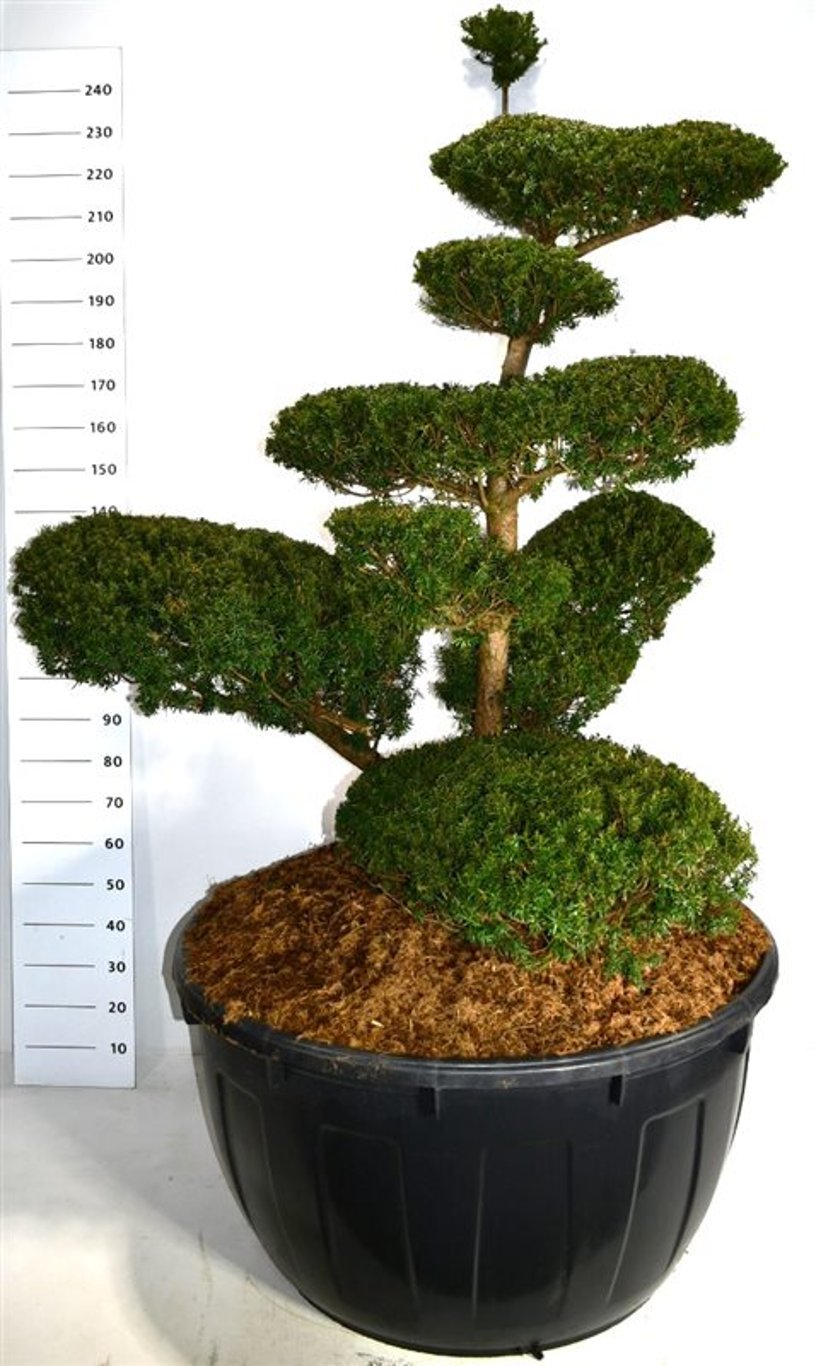 Japansk idegran – Taxus cuspidata - C500 200-225 cm. Bonsai