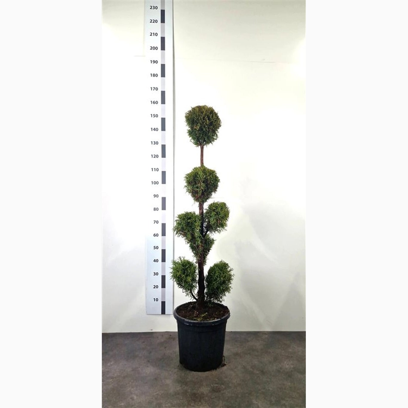 Thuja – Thuja occidentalis 'Smaragd' - 120-140 CM PonPon Cont.