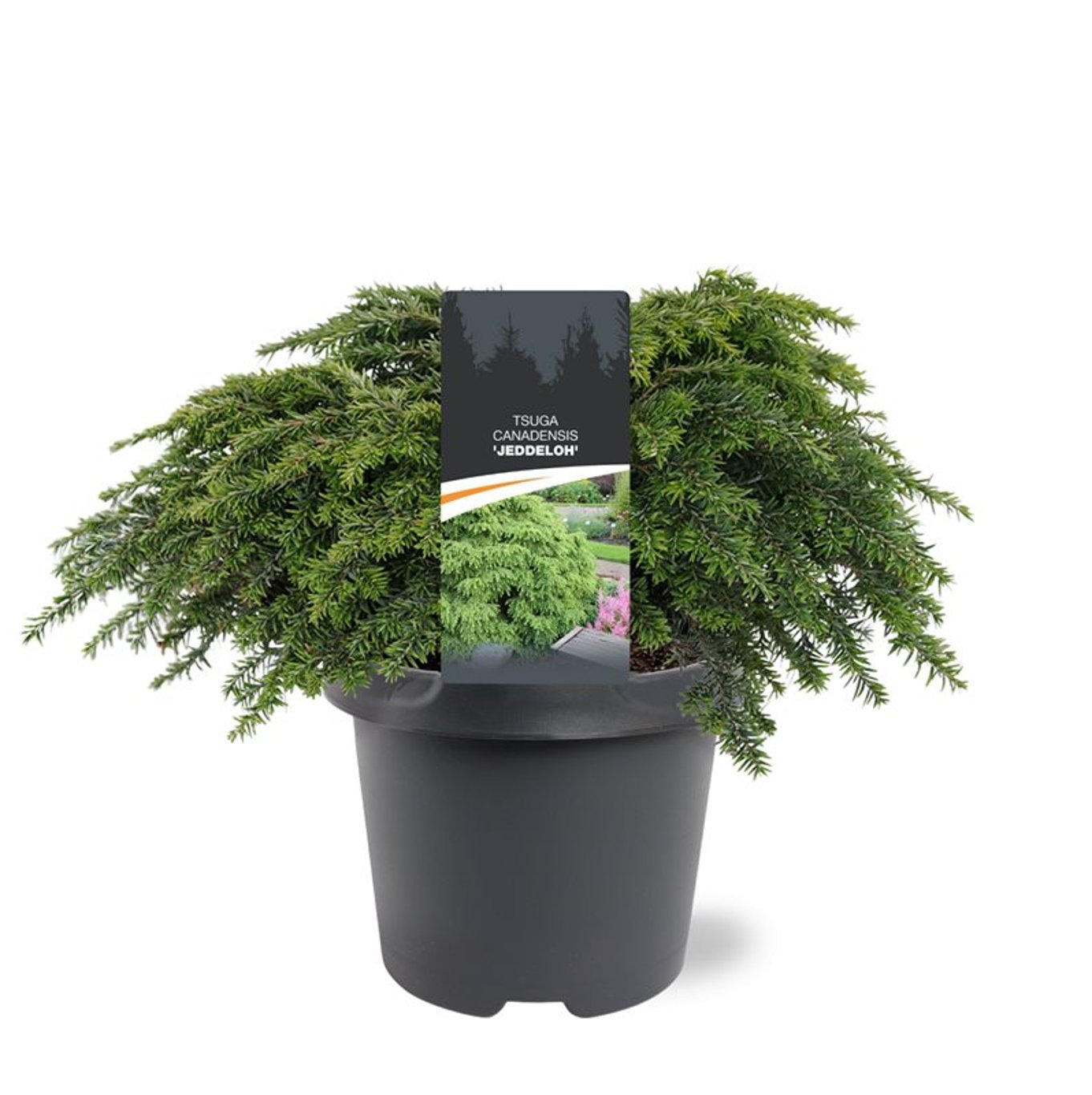 Hemlock – Tsuga canadensis 'Jeddeloh' - C5 30-40 CM