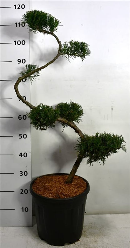 Pfitzer-en – Juniperus pfitzeriana &