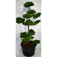 Ädelcypress – Chamaecyparis obtusa 'Contorta' - C160 175-200 cm. Bonsai