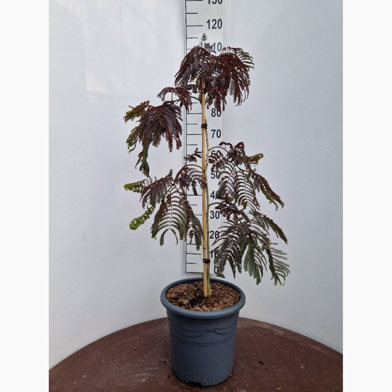 Silkesträd – Albizia julibr. 'Chocolate Fountain'® - C20 100-125 CM