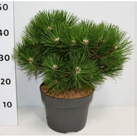 Svarttall – Pinus nigra 'Nana' - C5 30-40 cm.