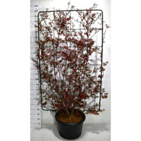 Japansk lönn – Acer palmatum 'Skeeter's Broom' - C60 200 cm. Scherm