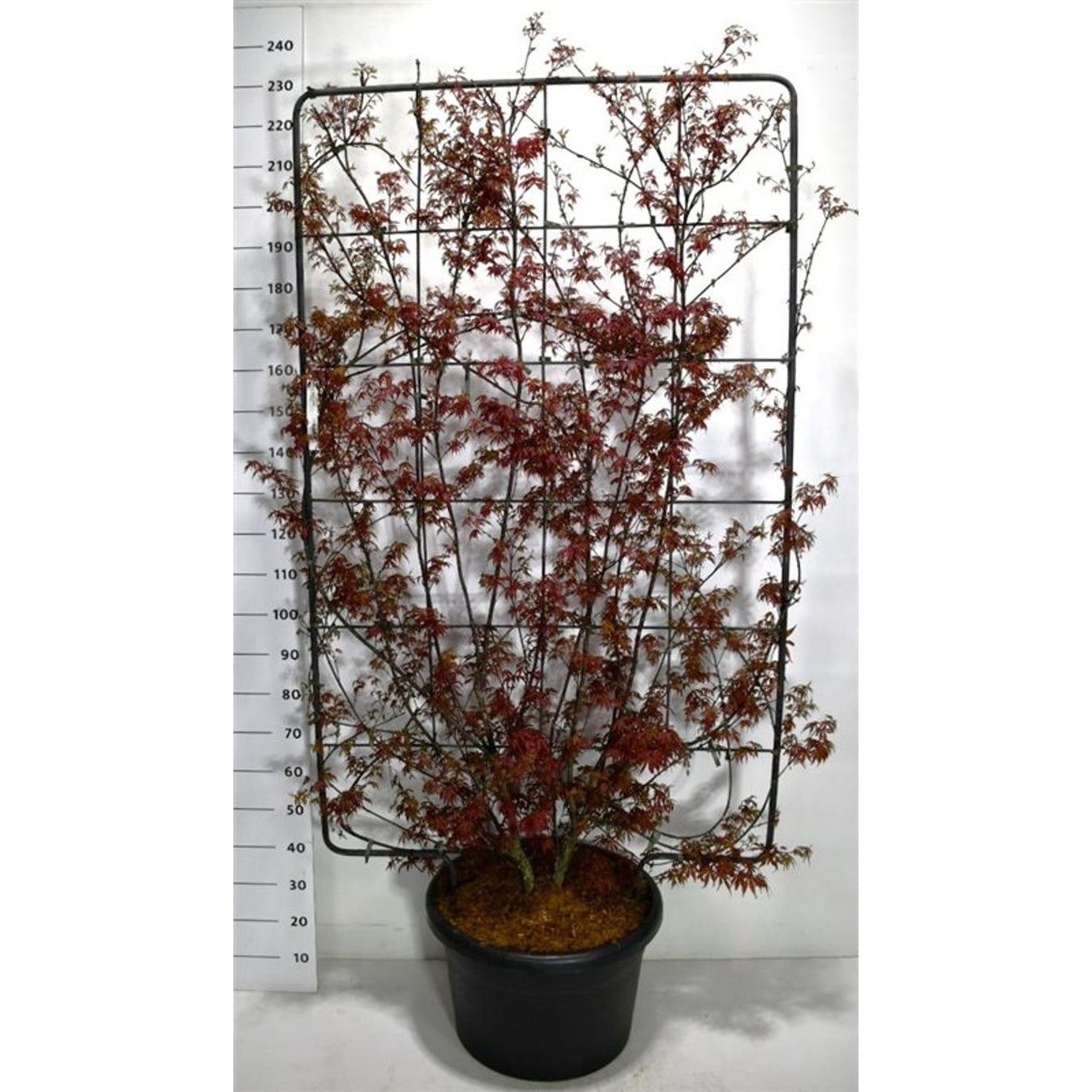 Japansk lönn – Acer palmatum 'Skeeter's Broom' - C60 200 cm. Scherm