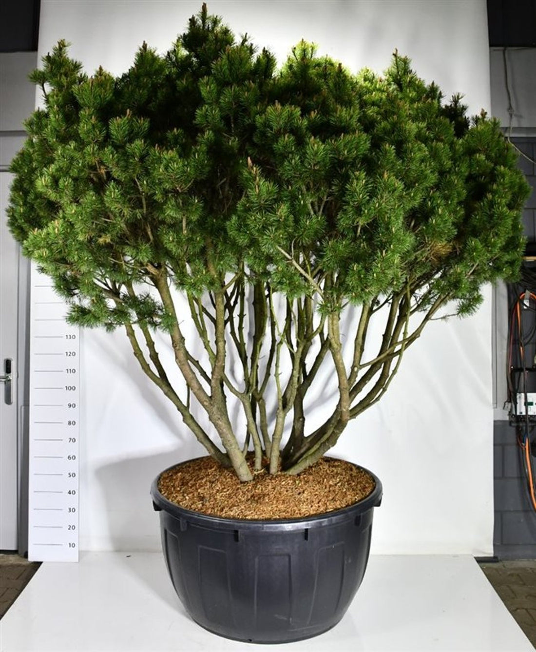 Bergtall – Pinus mugo &