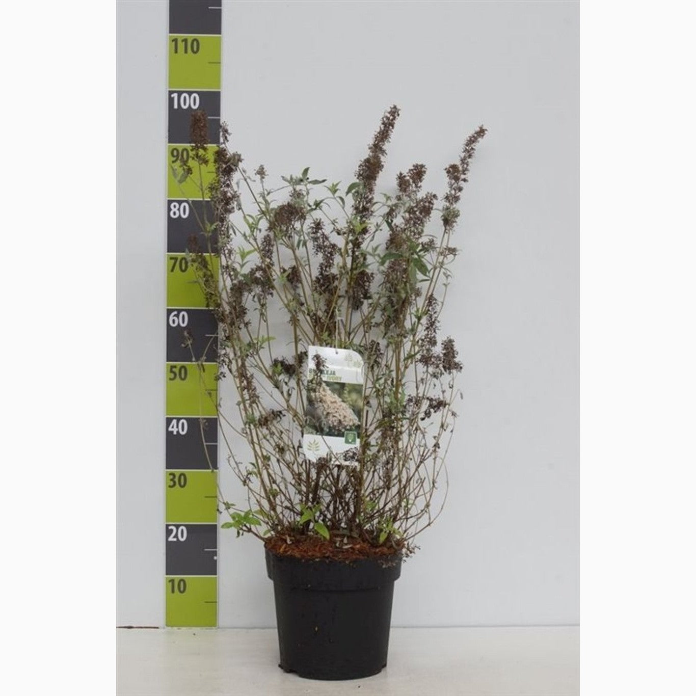 Sommarlilja – Buddleja d. 'Buzz Ivory' - C7,5