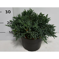 Himalaya-en – Juniperus squamata 'Tropical Blue' - C5 25-30 cm.