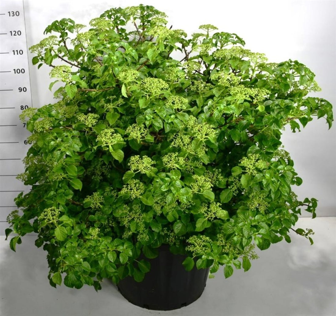 Klätterhortensia – Hydrangea petiolaris - C130 90-100 cm. Sol
