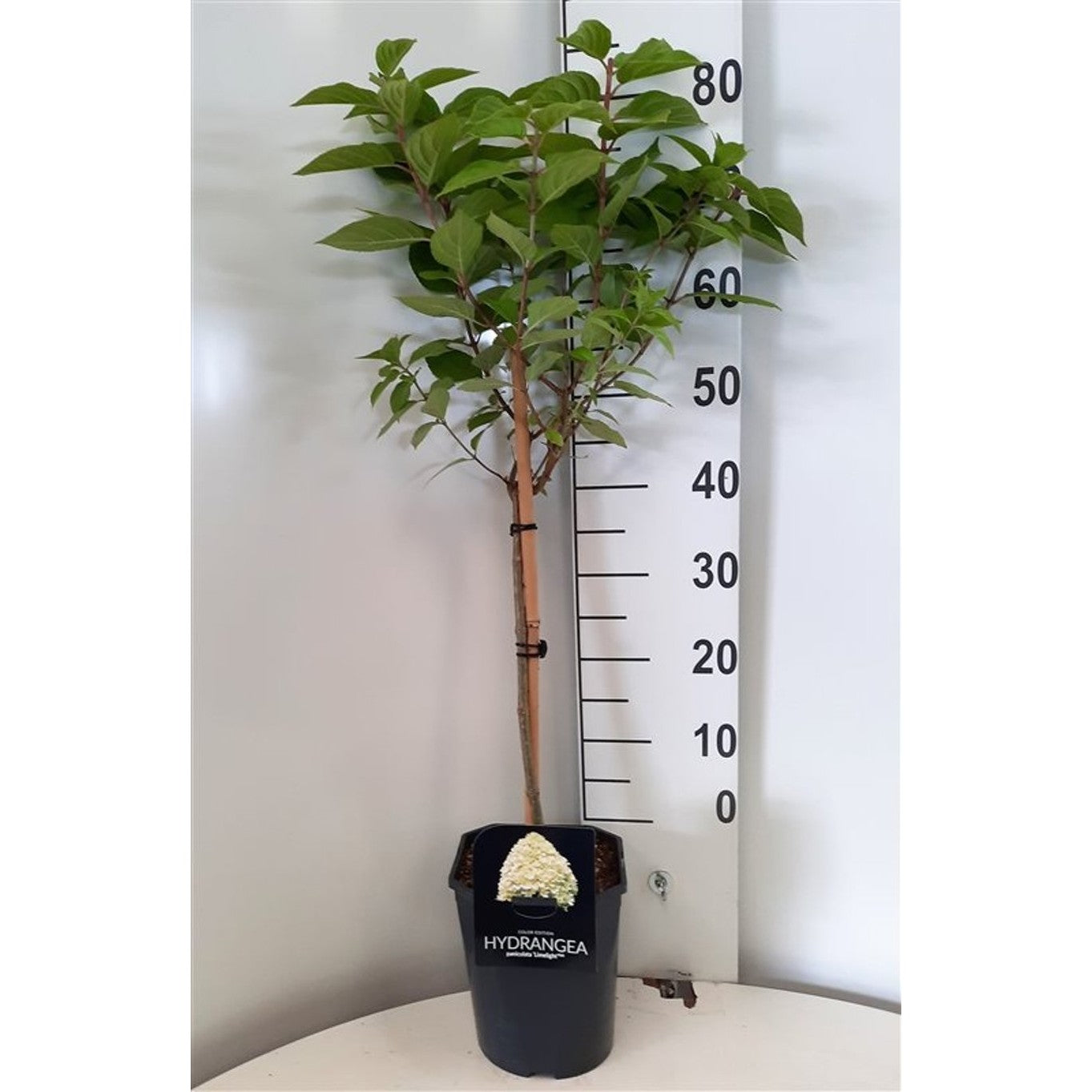 Syrenhortensia – Hydrangea paniculata 'Limelight' - 60 CM Stem C5 - 2yr Crown