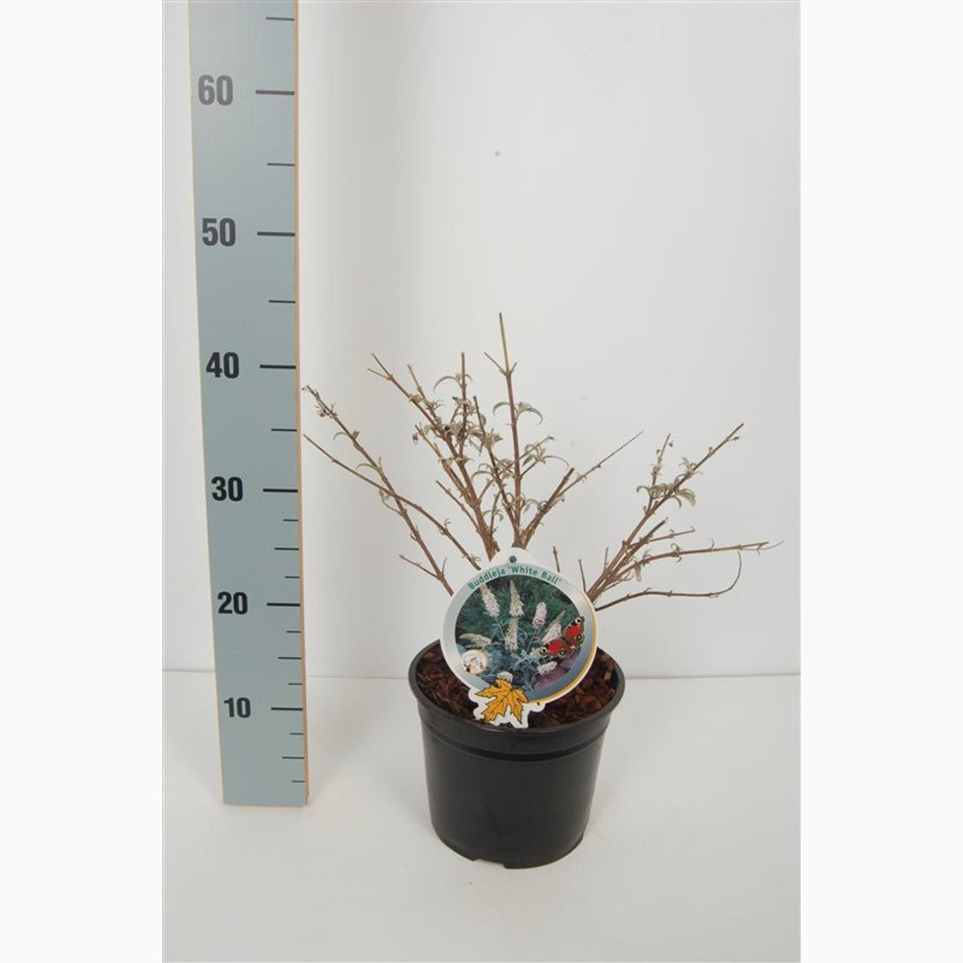 Sommarlilja – Buddleja 'White Ball' - C3