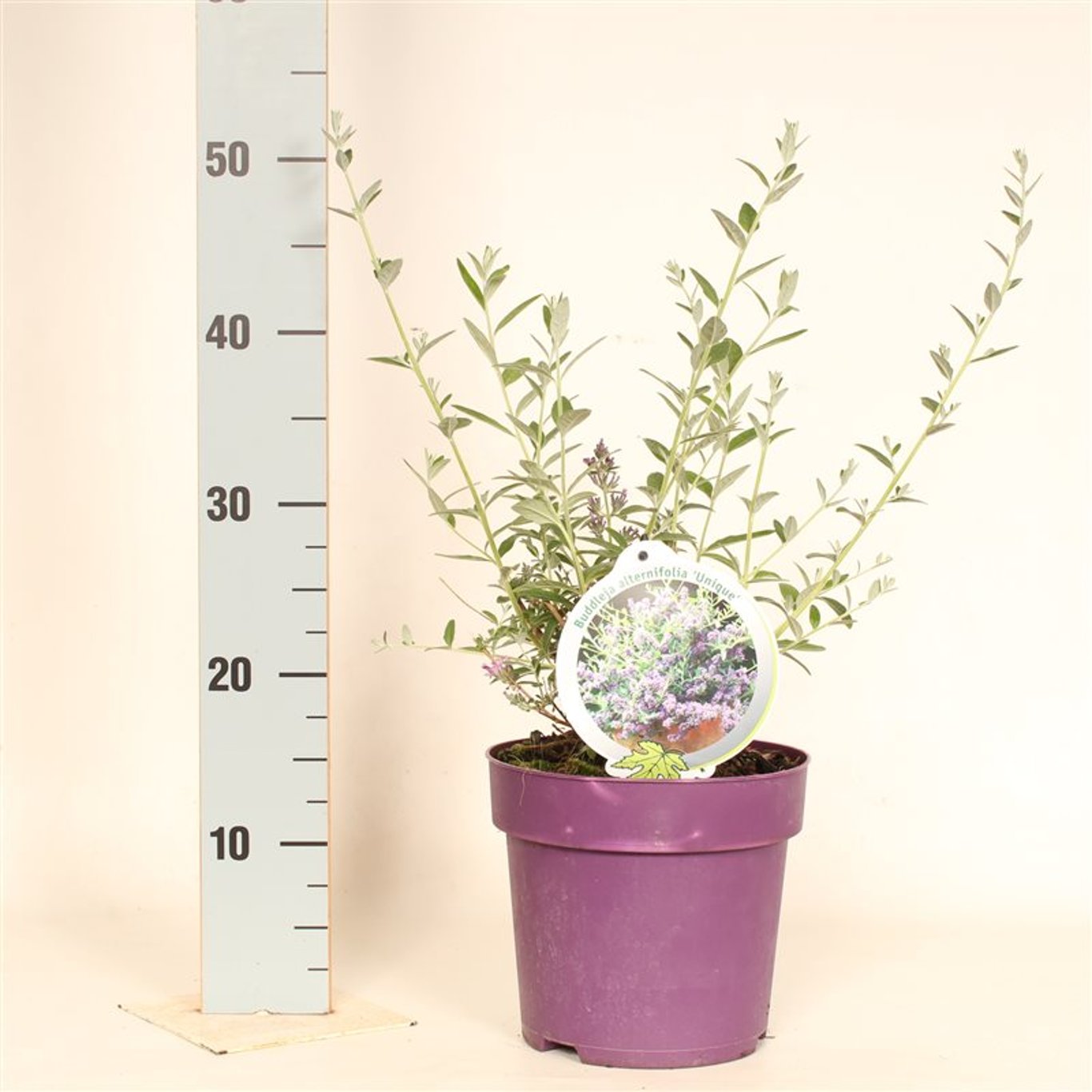 Sommarlilja – Buddleja alternifolia 'Unique' - C3