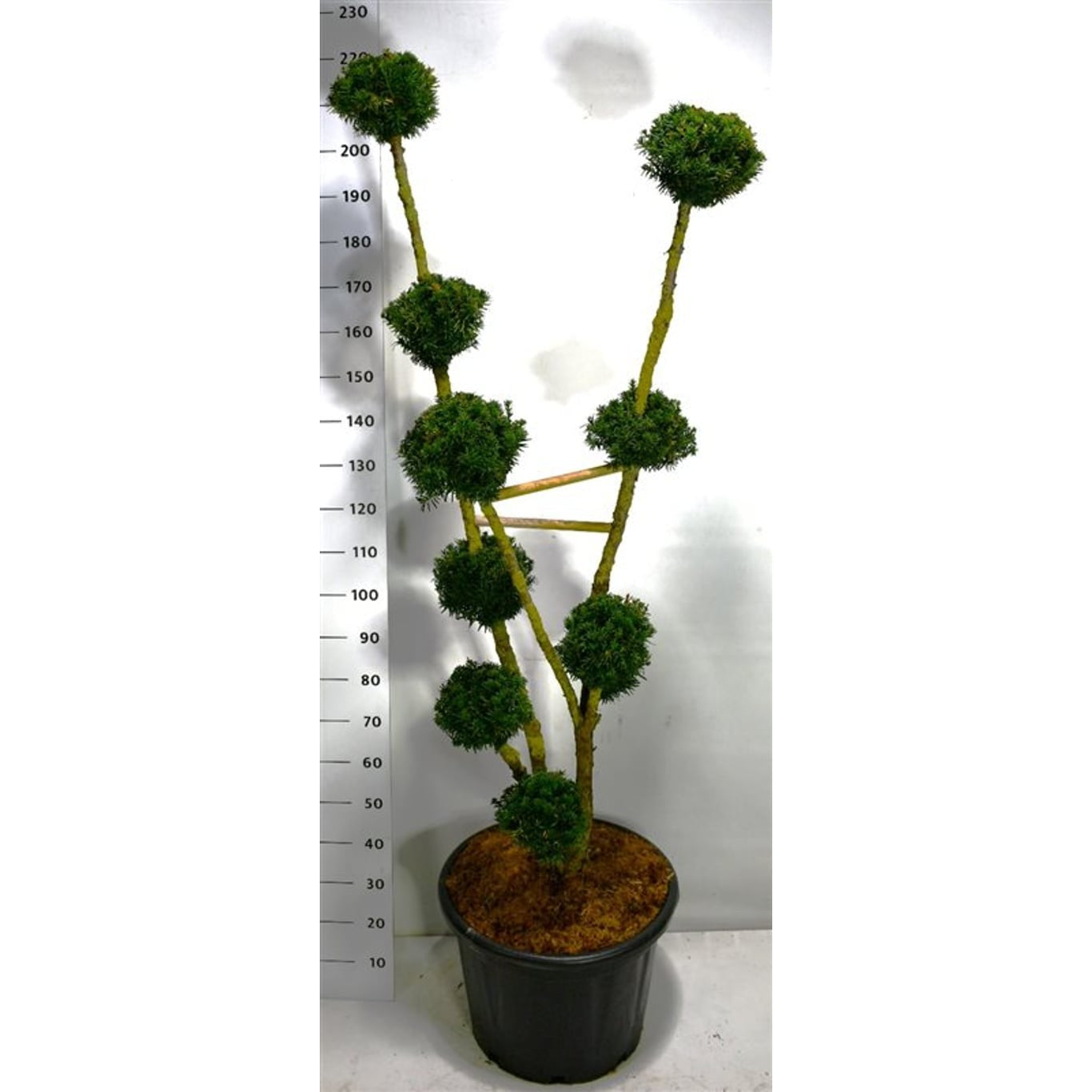 Hybrididegran – Taxus media 'Hillii' - 150-175 CM Bonsai Cont.