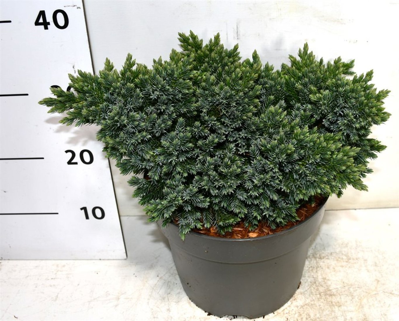 Himalaya-en – Juniperus squamata &