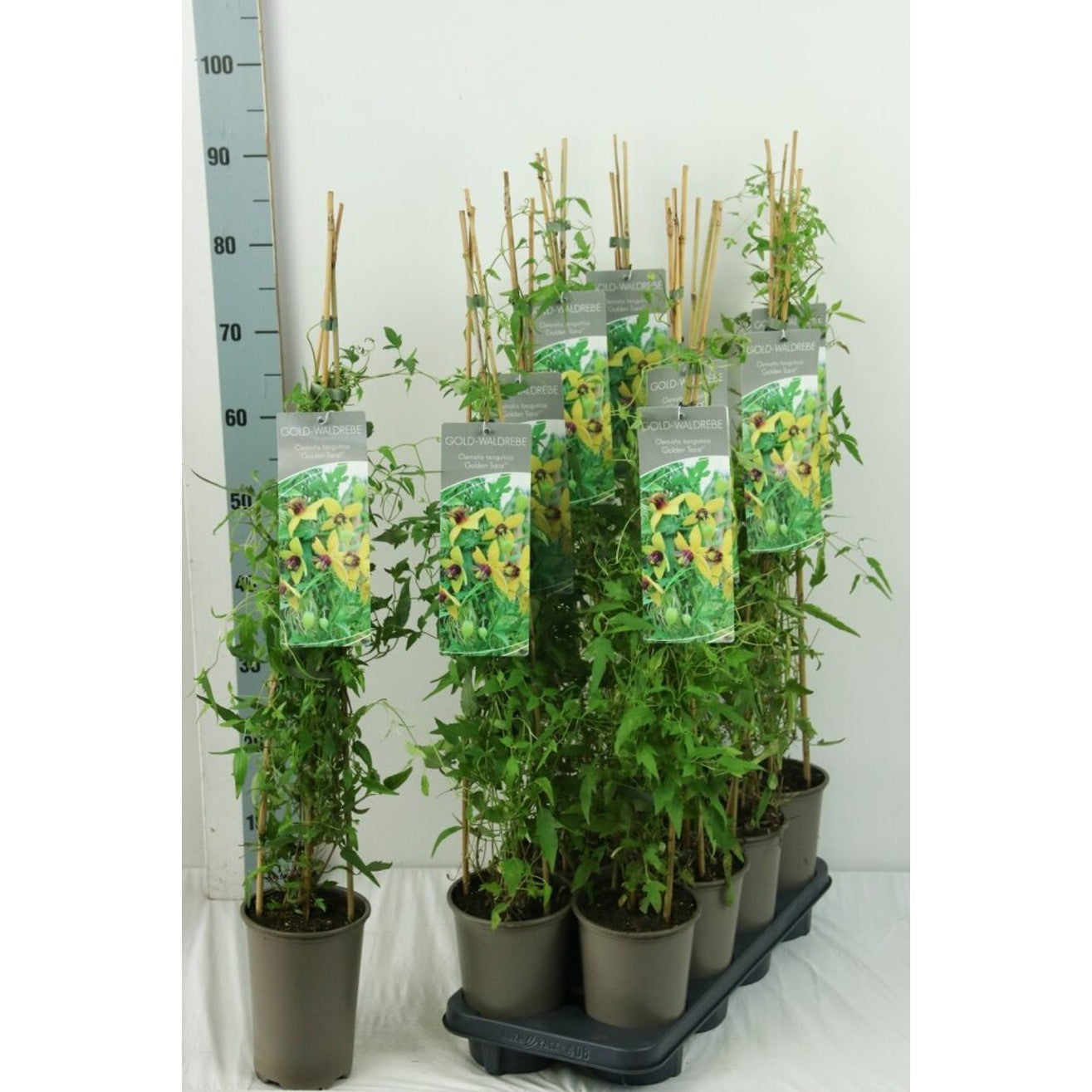 Klematis – Clematis 'Golden Tiara' - C2 60-80 CM Stick