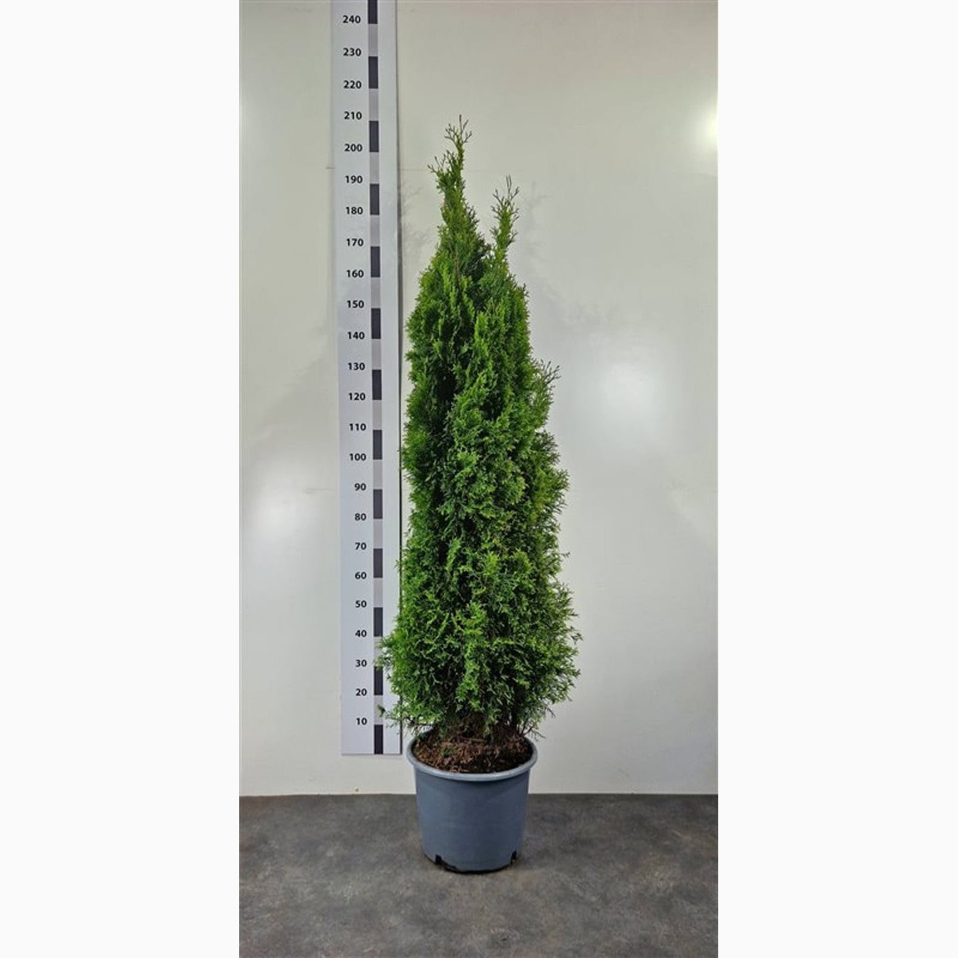 Thuja – Thuja occidentalis 'Smaragd' - C20 150-175 CM