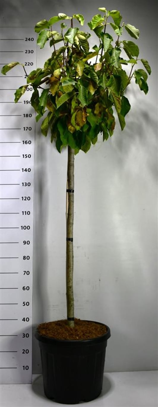 Magnolia – Magnolia 'Butterfly' - C45 120 cm. Stam