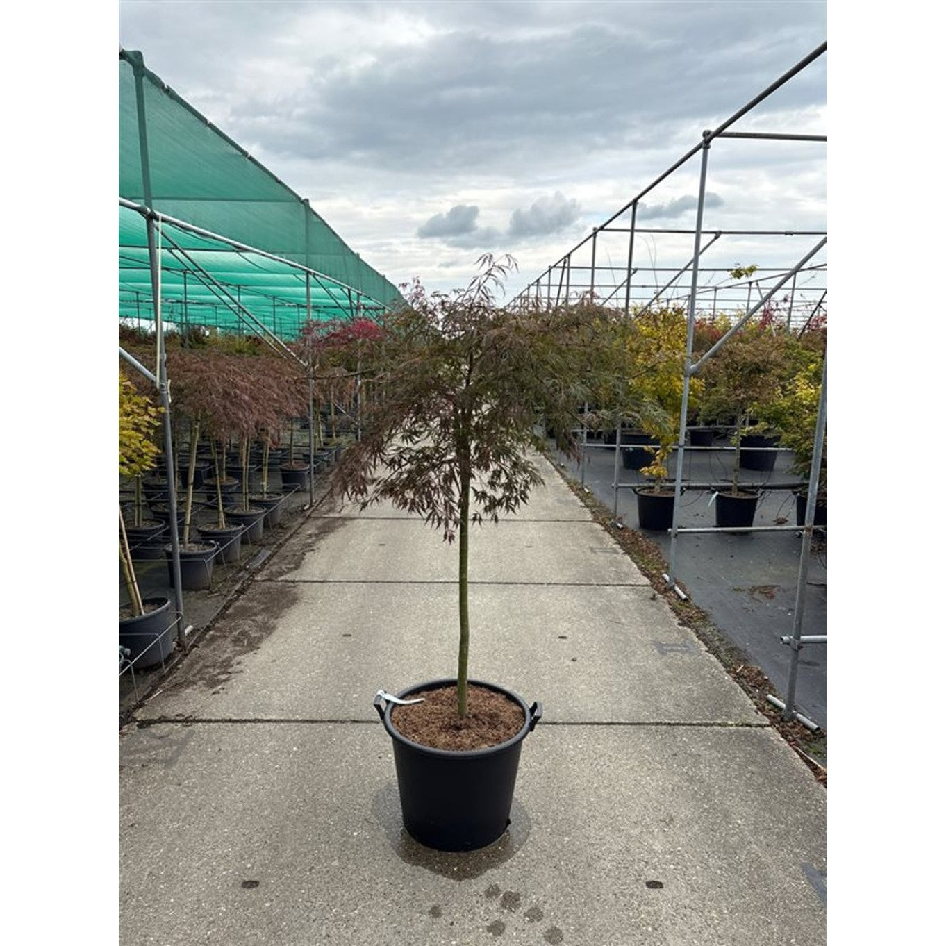 Japansk lönn – Acer pal. 'Crimson Princess' - 100 CM Stem Cont.