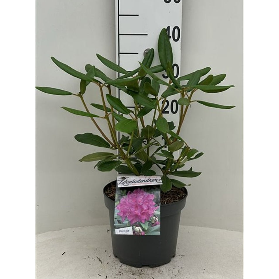Rhododendron – Rhododendron 'Catawb. Boursault' - C5 30-40 CM