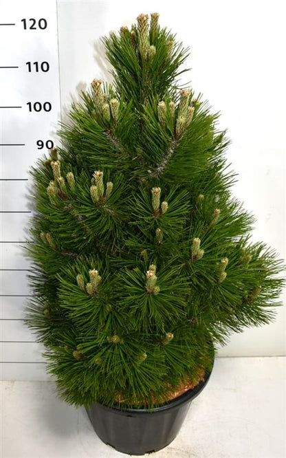 Balkantall – Pinus heldreichii &