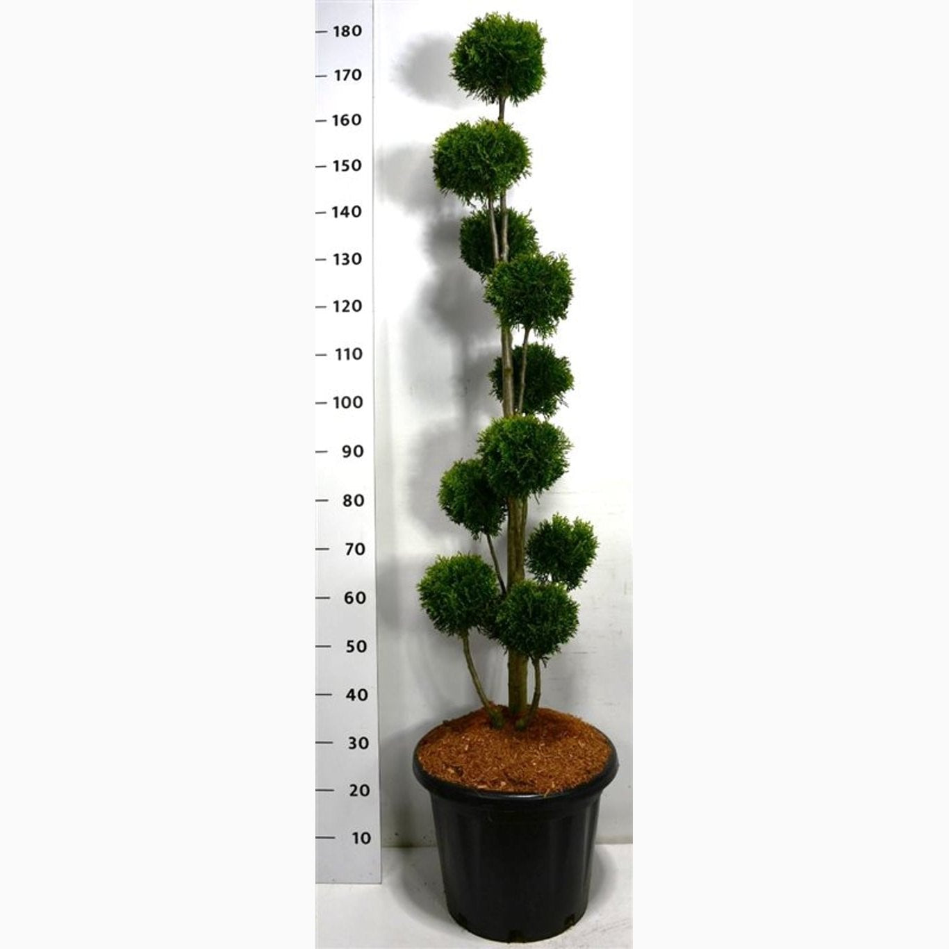 Thuja – Thuja occidentalis 'Smaragd' - 120-140 CM PonPon Cont.