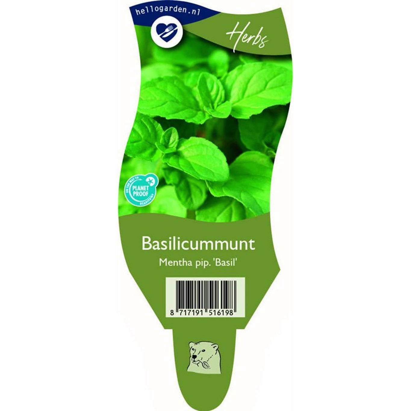 Pepparmynta – Mentha piperita 'Basil' - P11