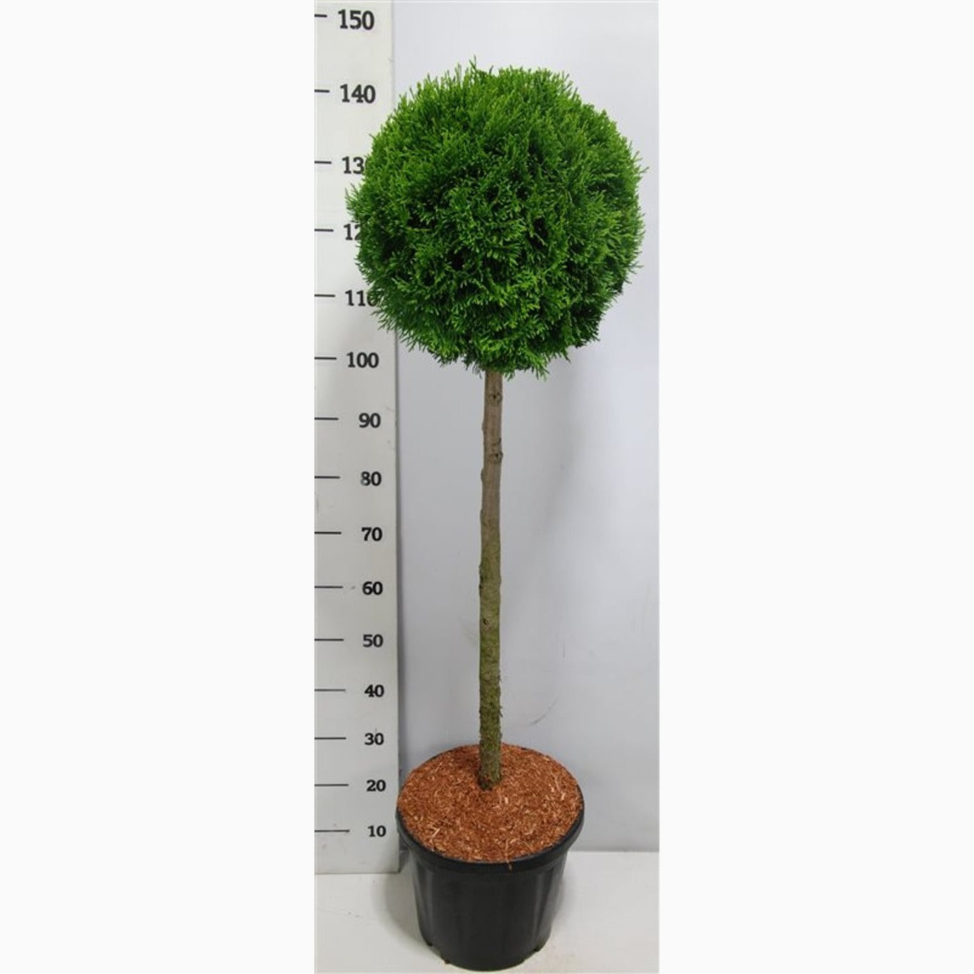 Thuja – Thuja occidentalis 'Smaragd' - 90 CM Stem C20