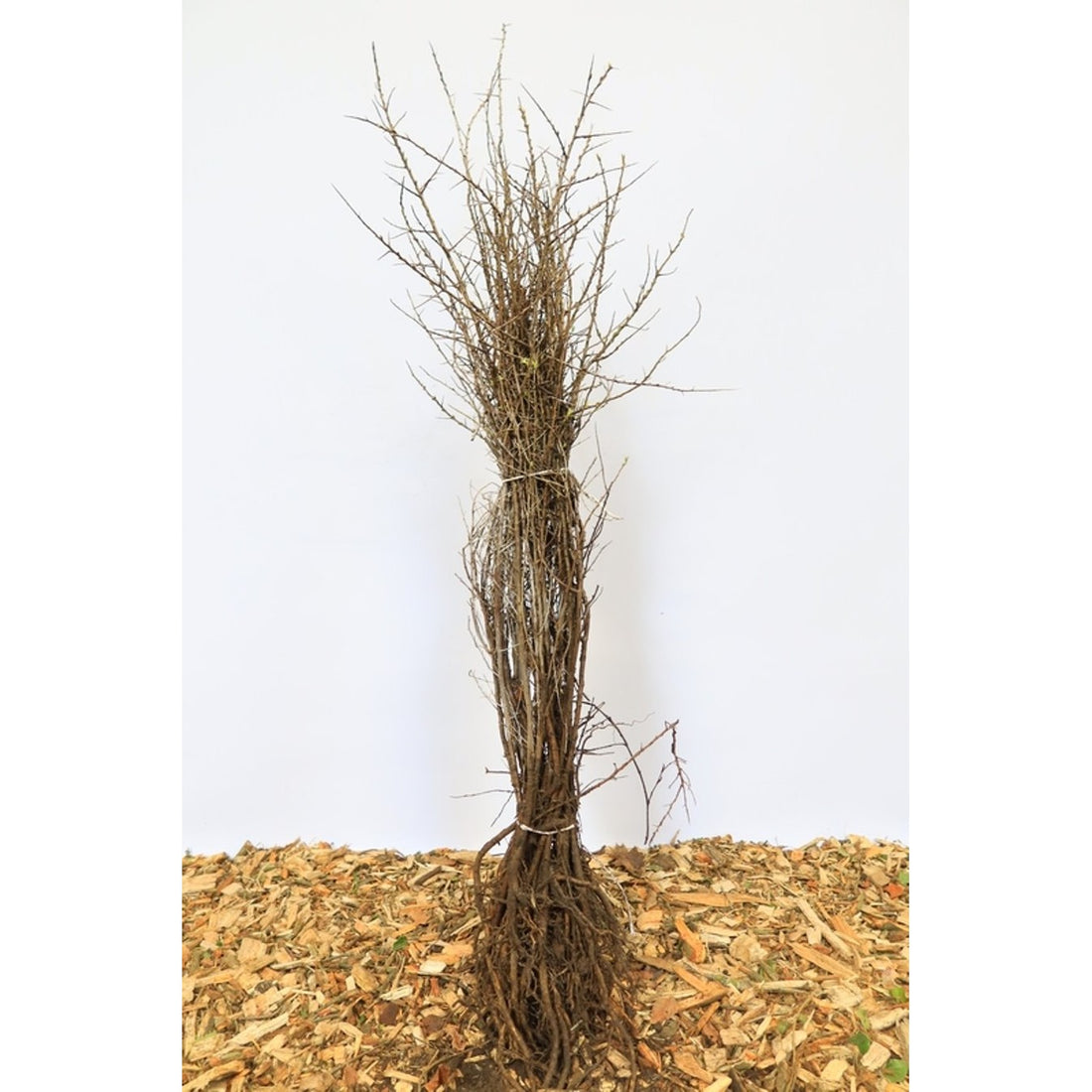 Havtorn – Hippophae rhamnoides - 60-80 CM barrot 1/1