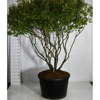 Prakttry – Amelanchier lamarckii - C230 180-200 cm. Parasol