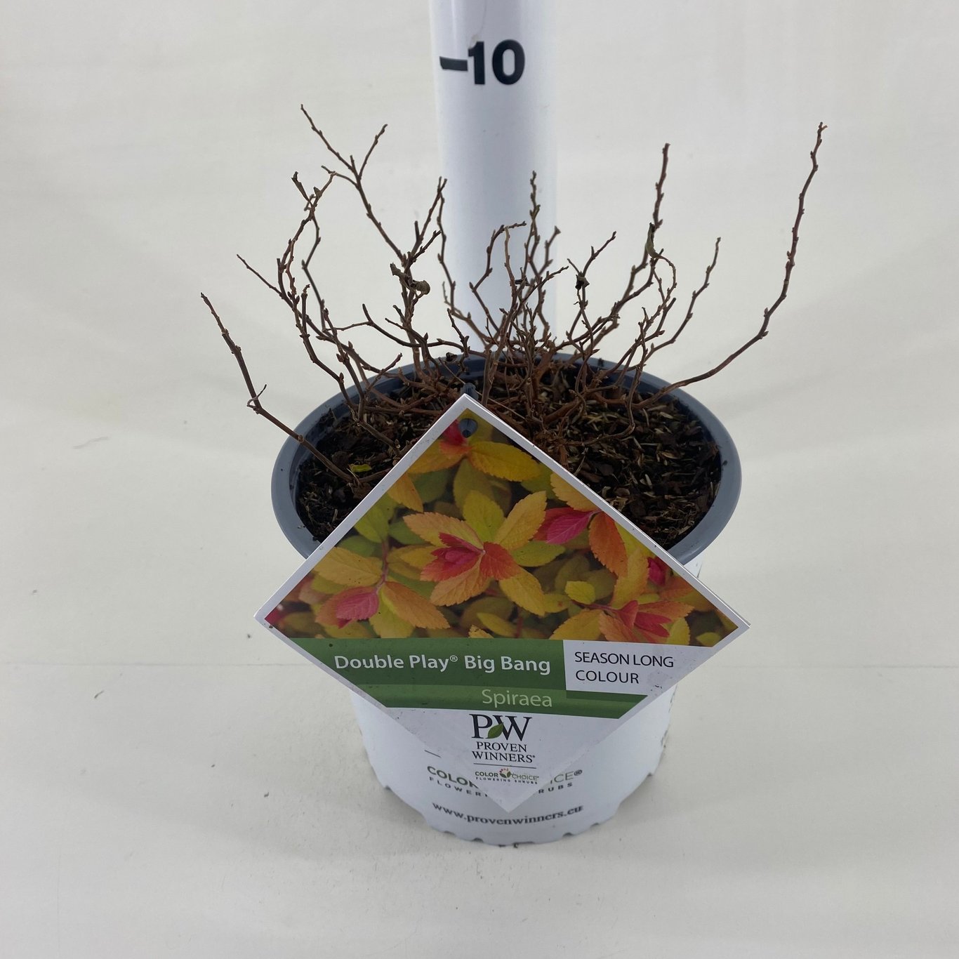 Praktspirea – Spiraea japonica DOUBLE PLAY 'Big Bang'® - C3 20-30 CM