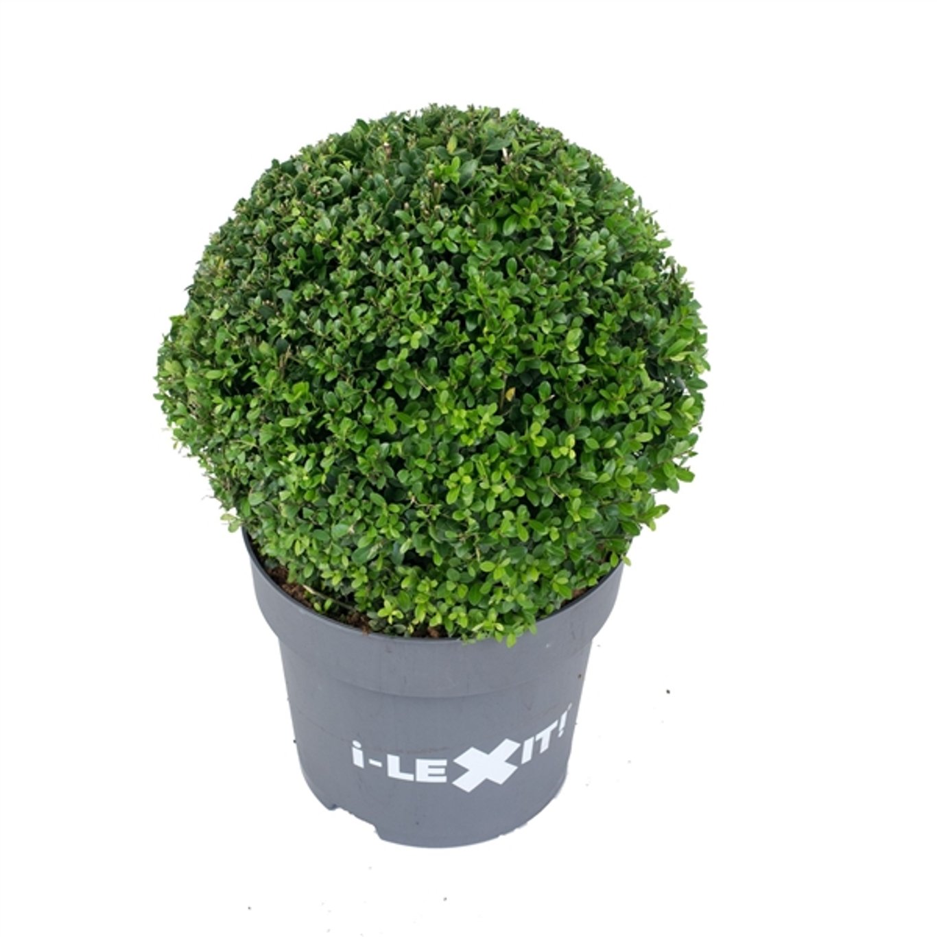 Japansk järnek – Ilex crenata 'Dark Green'® - 40 CM Ball Cont.