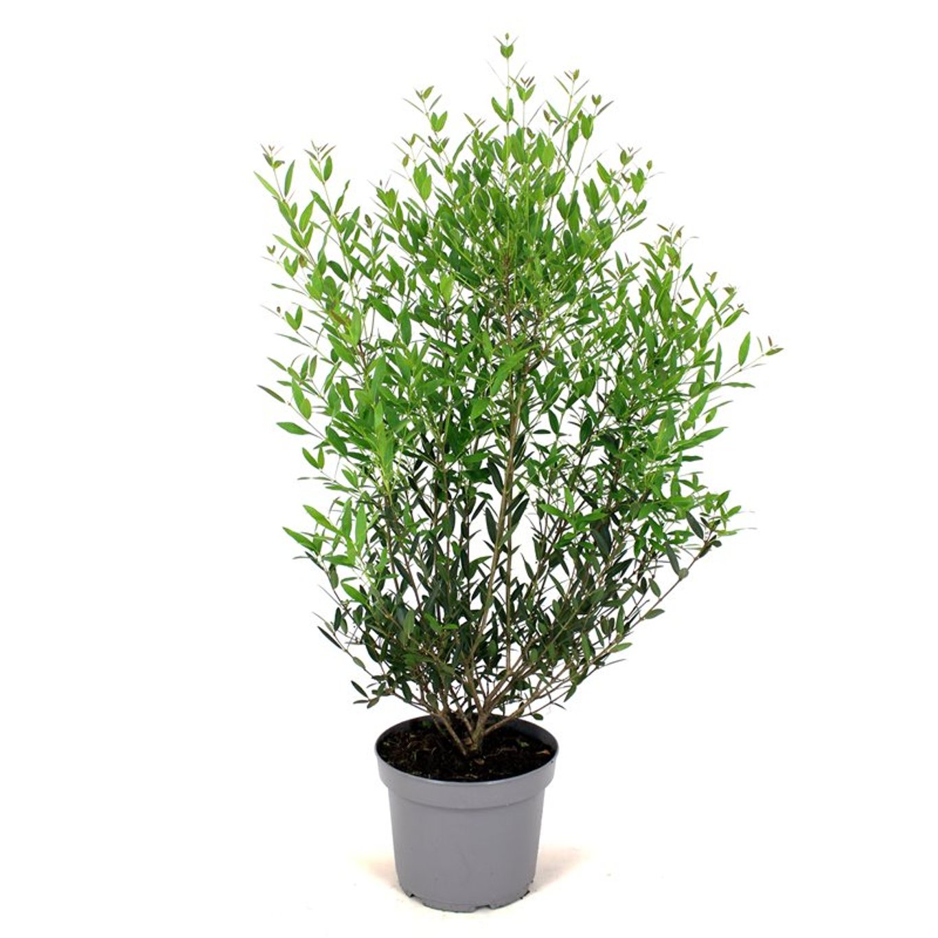 Smalbladig järnek – Phillyrea angustifolia - C5 80-100 CM