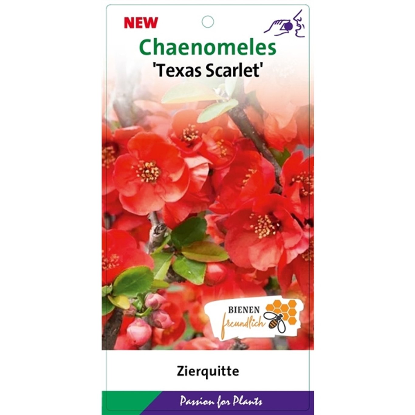 Hybridkvitten – Chaenomeles superba 'Texas Scarlet' - C5 40-50 CM
