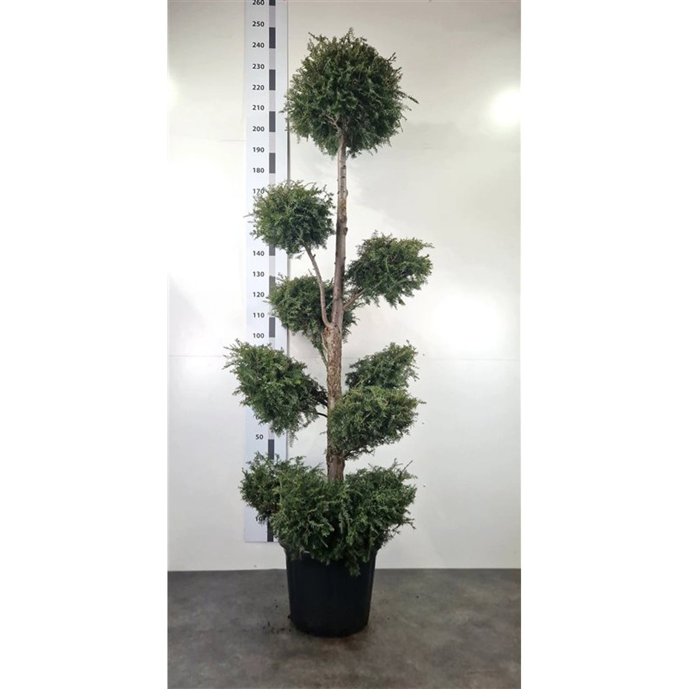 Hemlock – Tsuga canadensis - 200-220 CM Pon Pon Container