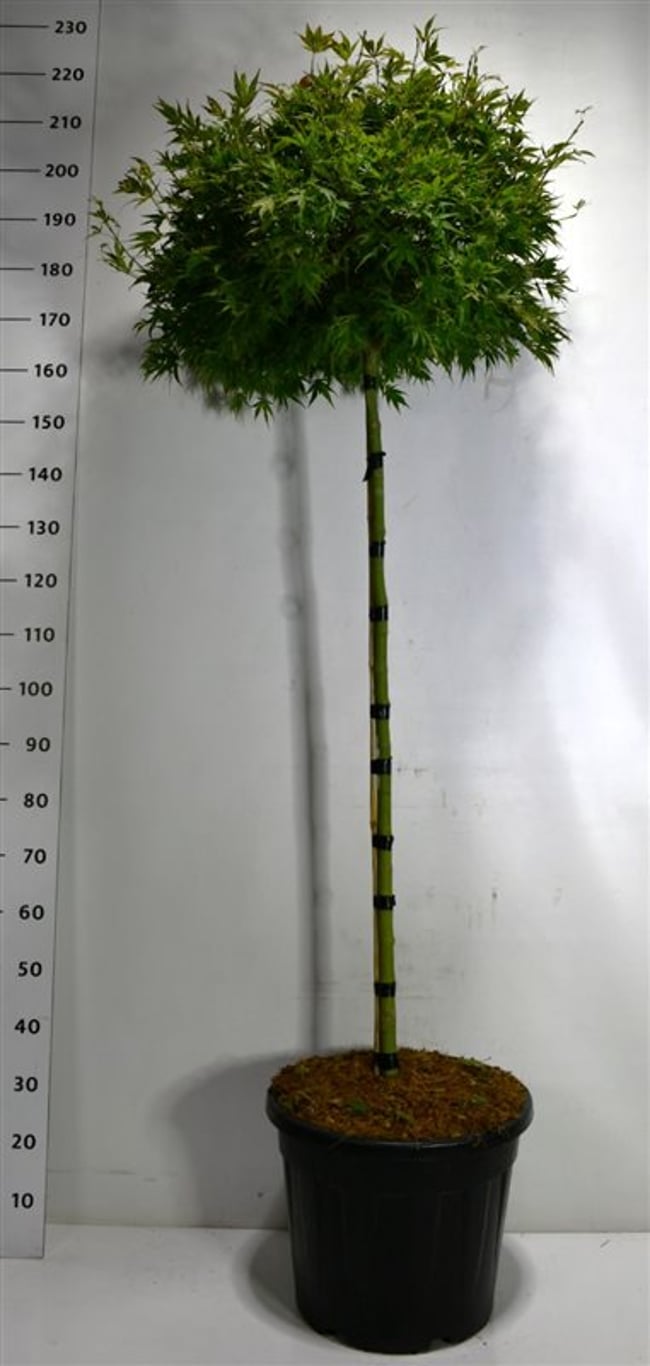 Japansk lönn – Acer palmatum &