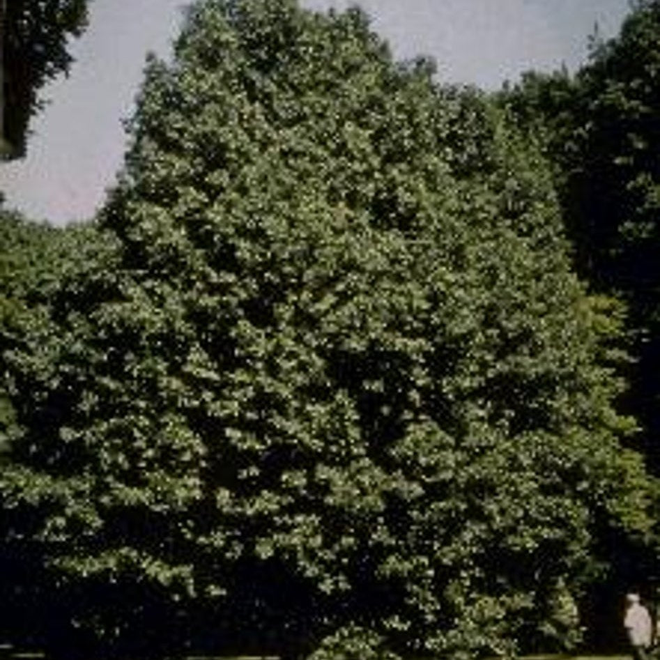 Tyskoxel – Sorbus torminalis - 6/8 in Cont HO/ST