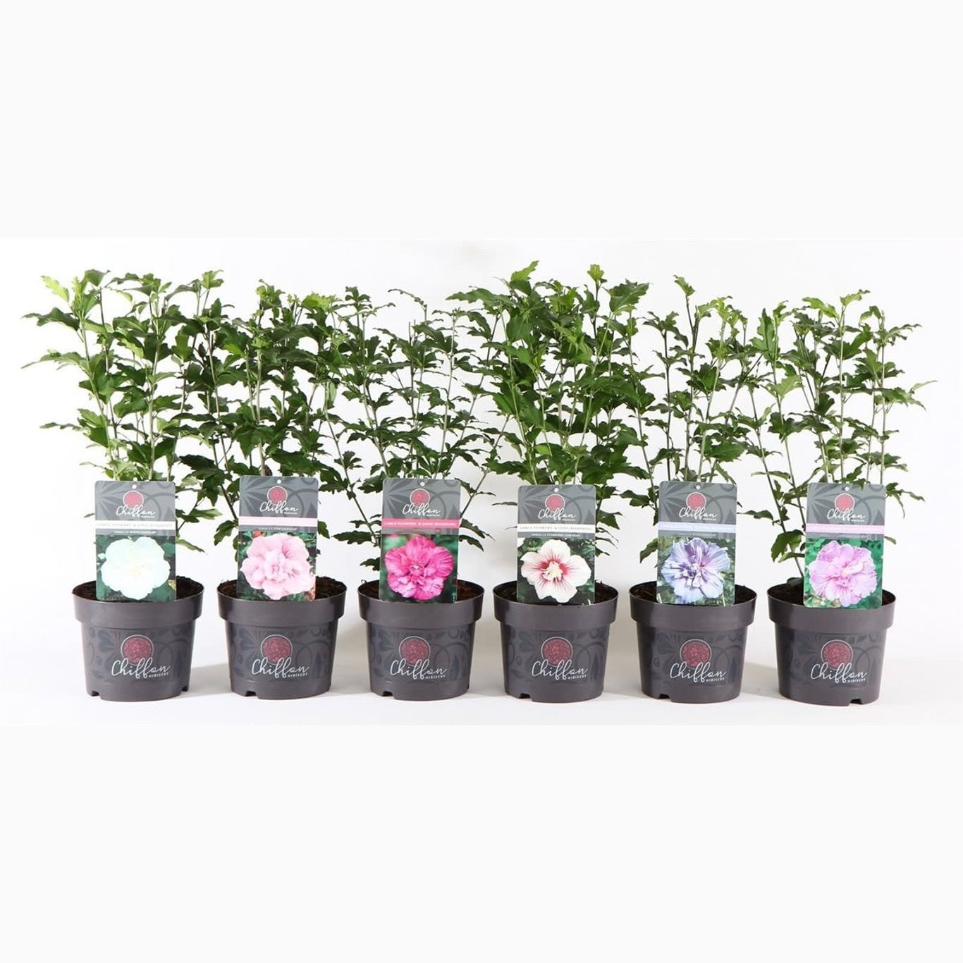 Hibiskus – Hibiscus syriacus Chiffon Mix - C3