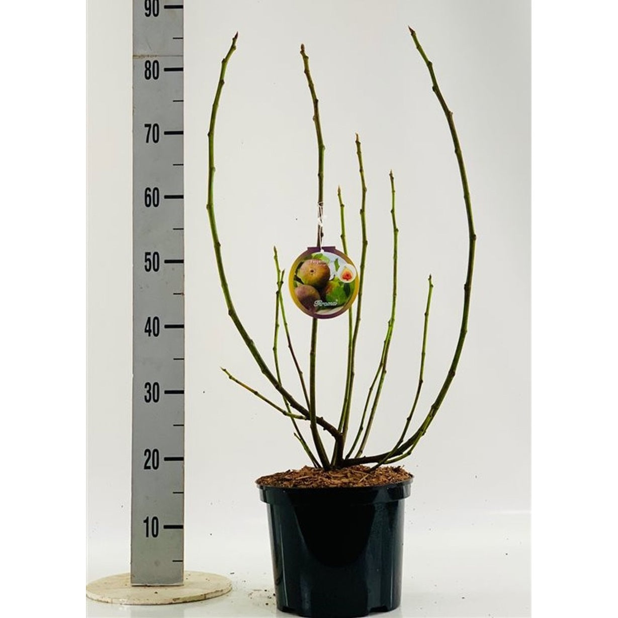 Fikon – Ficus carica Firoma - C5 30/+ CM