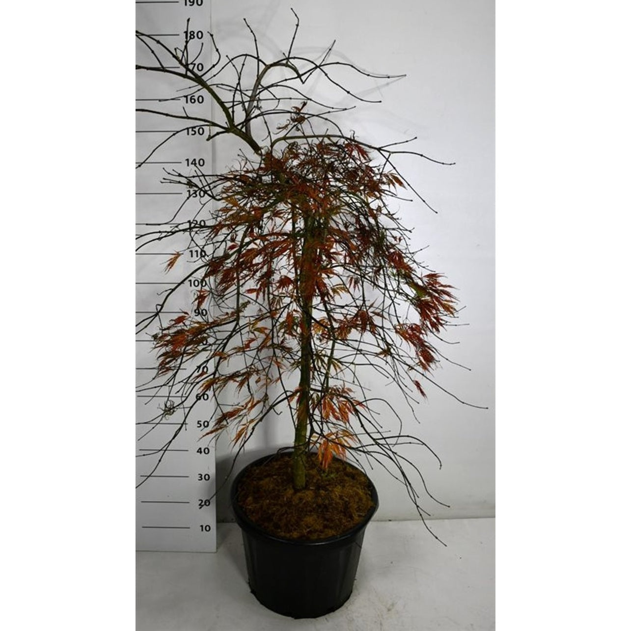 Japansk lönn – Acer pal. 'Tamukeyama' - 90 CM Stem C30