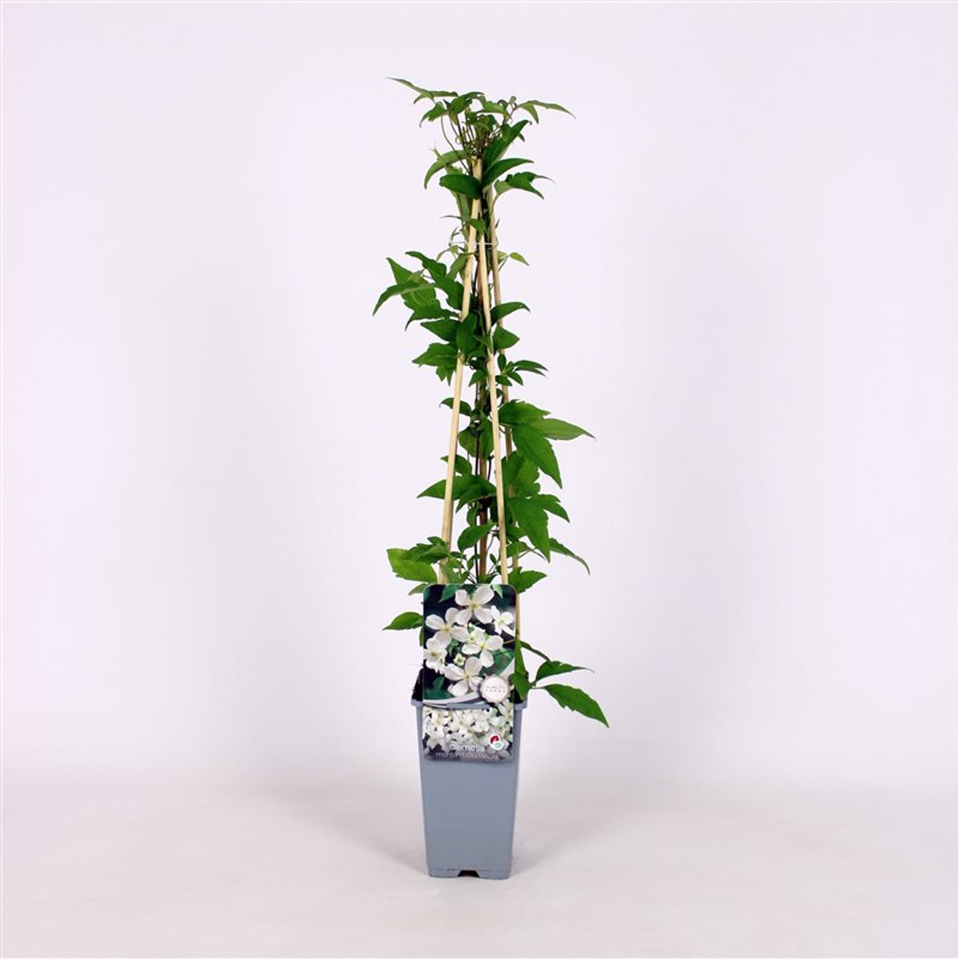 Klematis – Clematis montana grandiflora - C2 70/+ CM