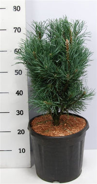 Tall – Pinus sylvestris 'Fastigiata' - C13 50-60 cm.