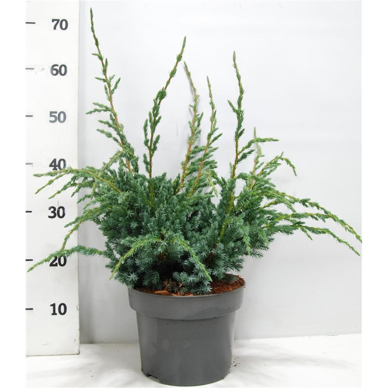 Himalaya-en – Juniperus squamata 'Meyeri' - C5 40-50 cm.